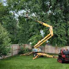 Best Tree Trimming and Pruning  in Laughlin Af, TX